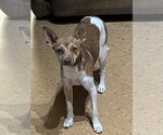 Small Italian Greyhuahua