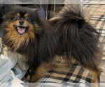 Small #2 Pomeranian