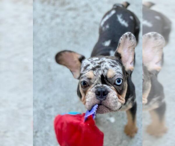 Medium Photo #5 French Bulldog Puppy For Sale in PALO ALTO, CA, USA