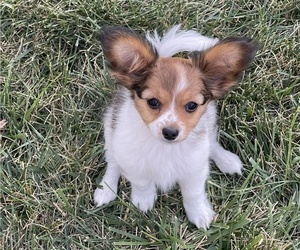 Papillon Puppy for sale in SILVER LAKE, KS, USA