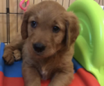 Small Photo #7 Golden Retriever Puppy For Sale in NEWCASTLE, WY, USA