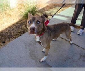 American Pit Bull Terrier-Unknown Mix Dogs for adoption in Martinez, CA, USA