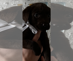 Puppy Puppy 10 Labrador Retriever