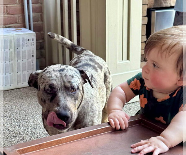 Medium Photo #7 Catahoula Leopard Dog-Unknown Mix Puppy For Sale in Germantown, OH, USA