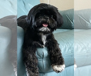 Mother of the Shih Tzu puppies born on 11/24/2024