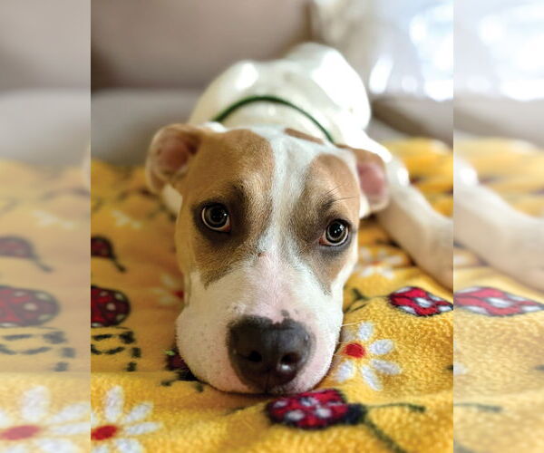 Medium Photo #3 American Pit Bull Terrier Puppy For Sale in Westminster, MA, USA