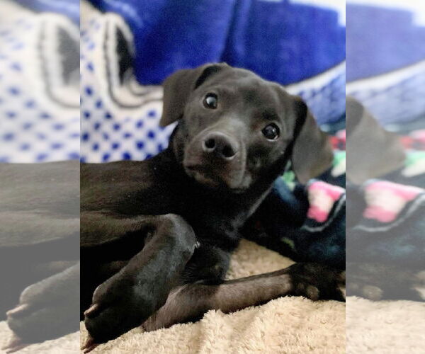 Medium Photo #1 Dachshund-Unknown Mix Puppy For Sale in Rockaway, NJ, USA