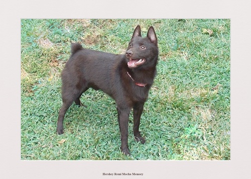 Medium Photo #1 Schipperke Puppy For Sale in OKC, OK, USA
