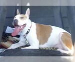Small #6 American Pit Bull Terrier-Labrador Retriever Mix