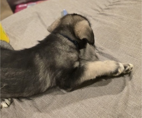 Medium Photo #3 Alaskan Malamute-Mastiff Mix Puppy For Sale in OMAHA, NE, USA