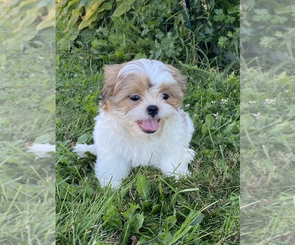 Medium Photo #5 Shih Tzu Puppy For Sale in CANOGA, NY, USA