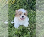 Small #4 Shih Tzu