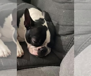 Mother of the Boston Terrier puppies born on 08/25/2022