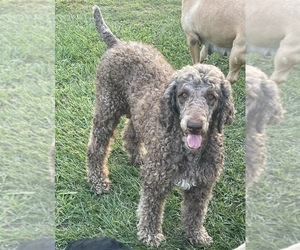 Mother of the Labradoodle puppies born on 06/01/2025