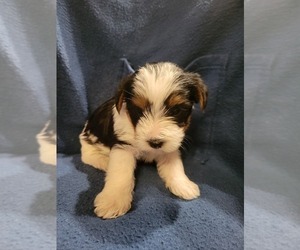 Yorkshire Terrier Puppy for sale in GRAND BAY, AL, USA
