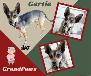 Chihuahua Dogs for adoption in Lindsay, CA, USA