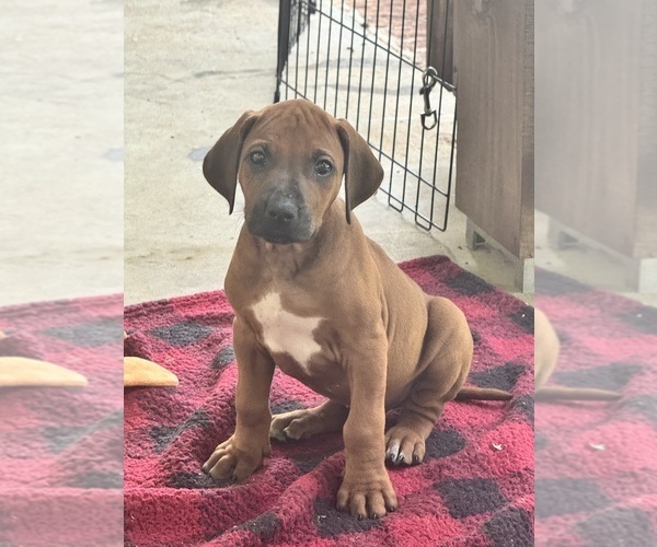 Medium Photo #22 Rhodesian Ridgeback Puppy For Sale in MADISON, GA, USA