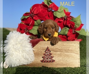 Labradoodle Puppy for sale in PORTERVILLE, CA, USA