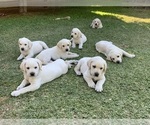 Small Photo #1 Labrador Retriever Puppy For Sale in MESA, AZ, USA