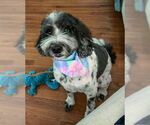 Small #3 Poodle (Standard) Mix
