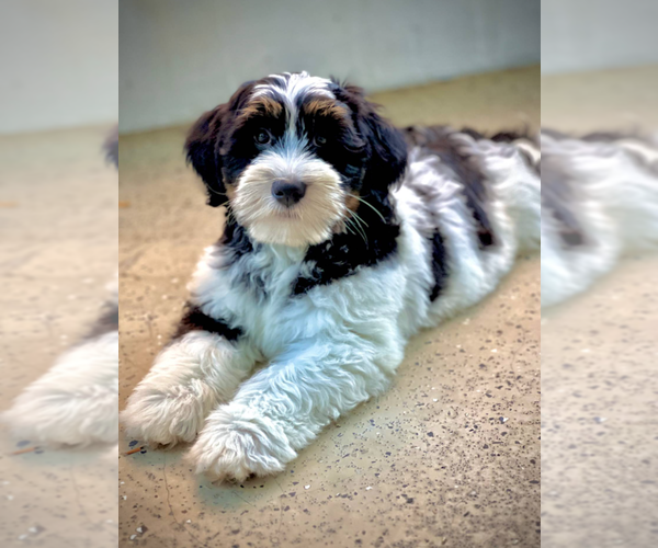 Medium Photo #5 Bernedoodle (Miniature) Puppy For Sale in MILWAUKEE, WI, USA