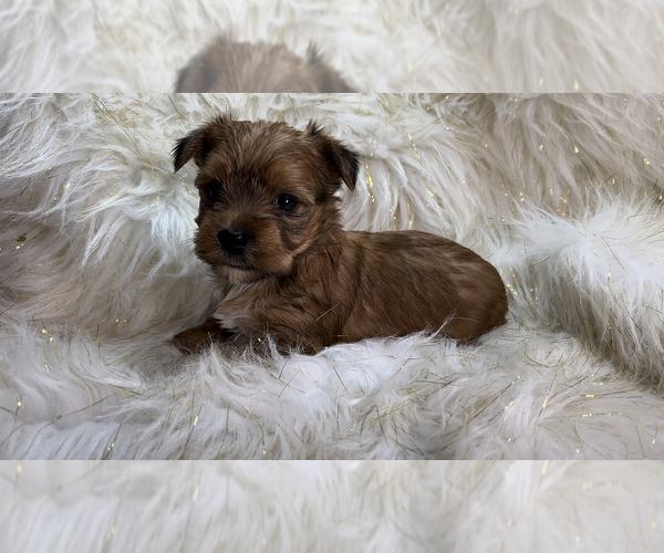 Medium Photo #1 Yorkshire Terrier Puppy For Sale in HAYWARD, CA, USA