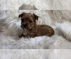 Medium Yorkshire Terrier