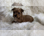 Small Yorkshire Terrier