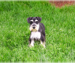 Small #8 Schnauzer (Miniature)