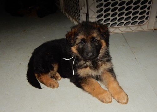 Medium Photo #29 German Shepherd Dog Puppy For Sale in FOREST GROVE, OR, USA