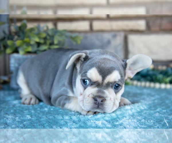 Medium Photo #3 French Bulldog Puppy For Sale in SUGARCREEK, OH, USA