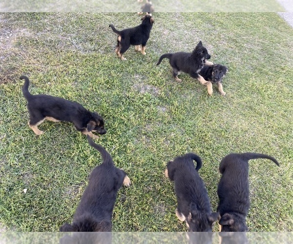 Medium Photo #1 German Shepherd Dog Puppy For Sale in GILMER, TX, USA