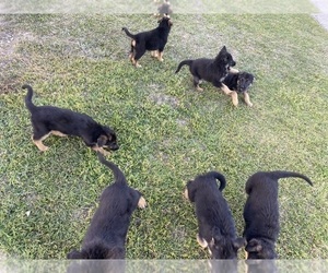 German Shepherd Dog Puppy for Sale in GILMER, Texas USA