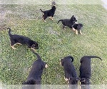 Small Photo #1 German Shepherd Dog Puppy For Sale in GILMER, TX, USA