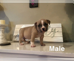 Puppy 1 American Bully Mikelands 