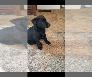 Belgian Malinois Puppy for sale in BREMEN, KY, USA