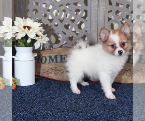 Pomeranian Puppy for sale in MOUNT VERNON, OH, USA