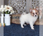 Small Pomeranian