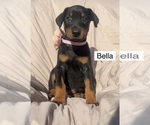 Small #2 Doberman Pinscher