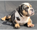 Puppy Puppy 1 English Bulldog