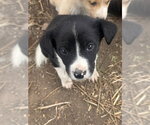Small #7 Border Collie Mix
