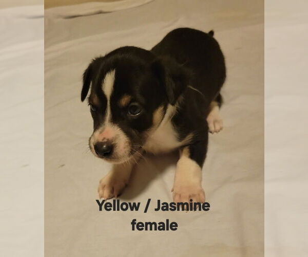 Medium Photo #2 Border Collie-Siberian Husky Mix Puppy For Sale in Aurora, IN, USA