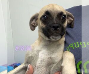 Pug-Unknown Mix Dogs for adoption in Chico, CA, USA