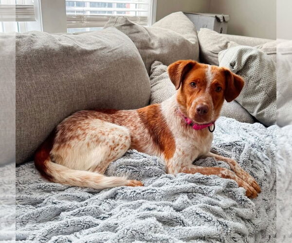 Medium Photo #11 Mutt Puppy For Sale in Evansville, IN, USA