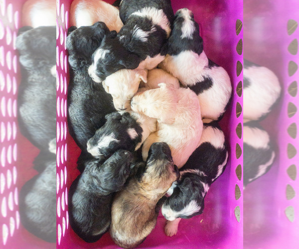 Medium Photo #4 Goldendoodle Puppy For Sale in LITTLE ROCK, AR, USA