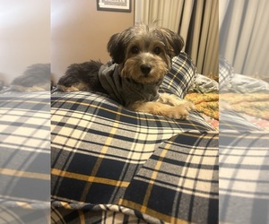 Yorkiepoo mix (+ Poodle Toy) Puppy for sale in LAKEWOOD, CA, USA