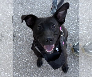 Mutt Dogs for adoption in Rootstown, OH, USA