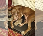 Small Photo #3 American Bandogge-Brazilian Mastiff Mix Puppy For Sale in ORLANDO, FL, USA