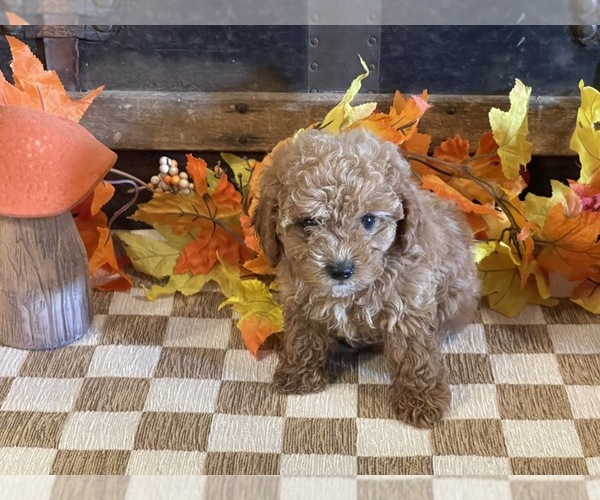 Medium Photo #1 Cavapoo (Miniature) Puppy For Sale in FULTON, KS, USA