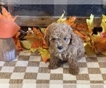 Molly - Female Cavapoo (Miniature) Puppy for Sale - Small photo